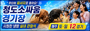 청도소싸움